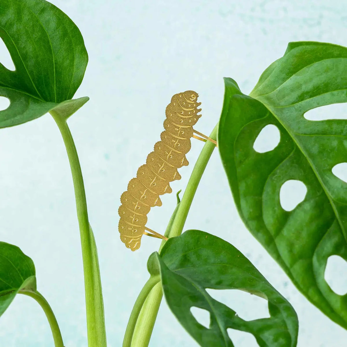 Plant Animal - Caterpillar