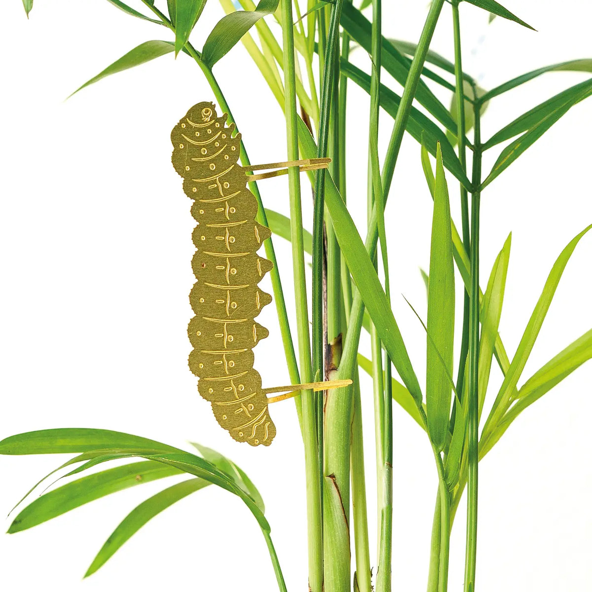 Plant Animal - Caterpillar