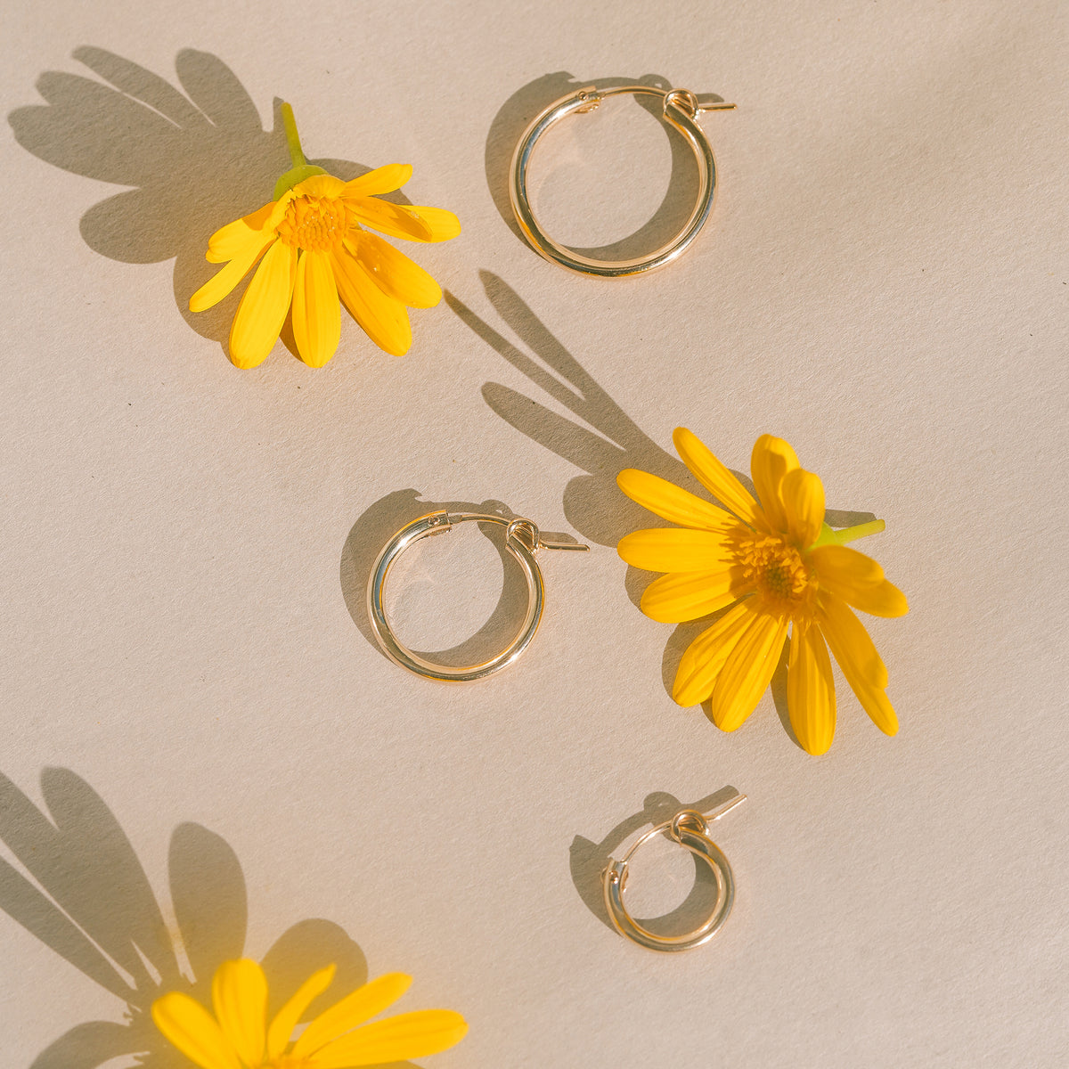 Palomino Hoops