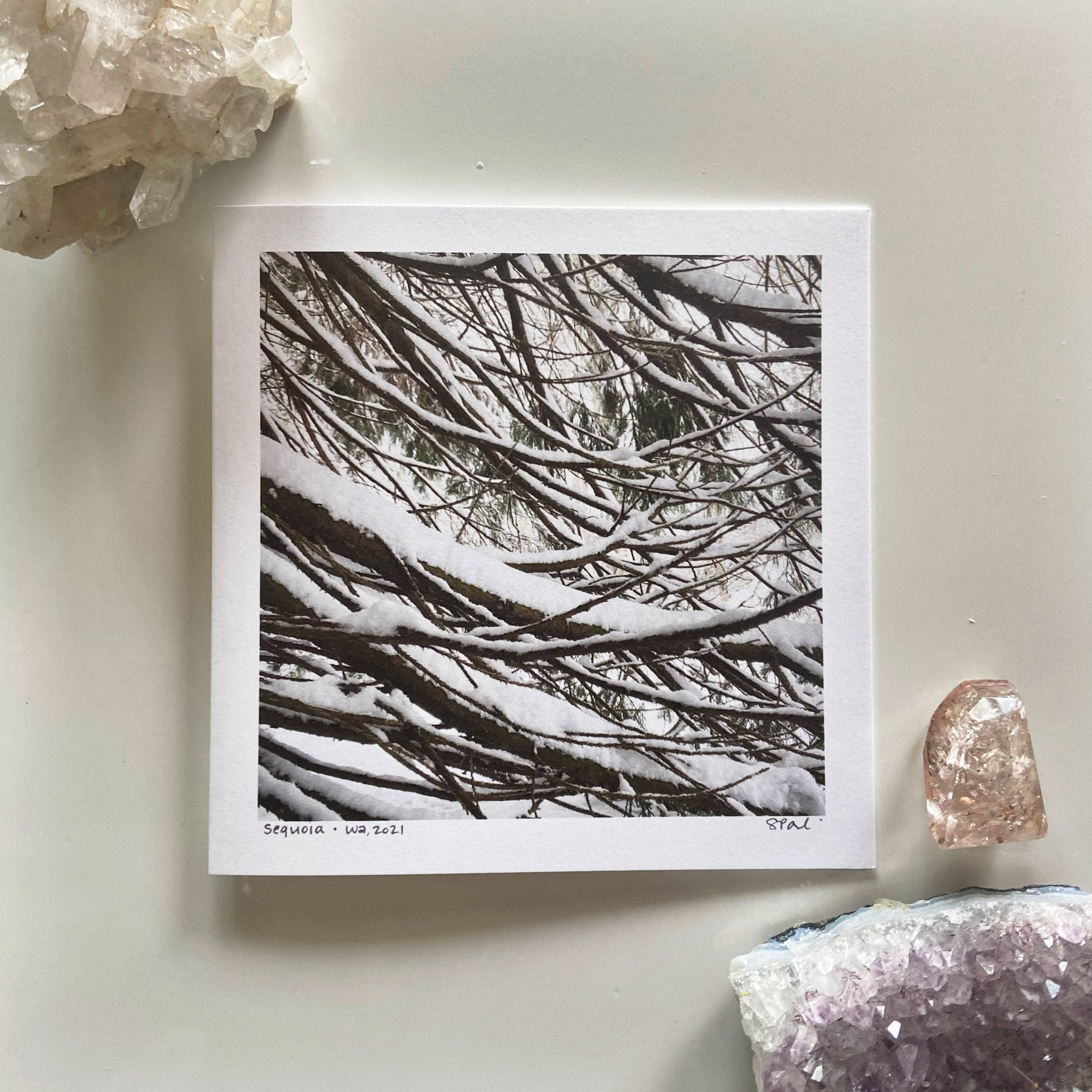 Sequoia Card / Print