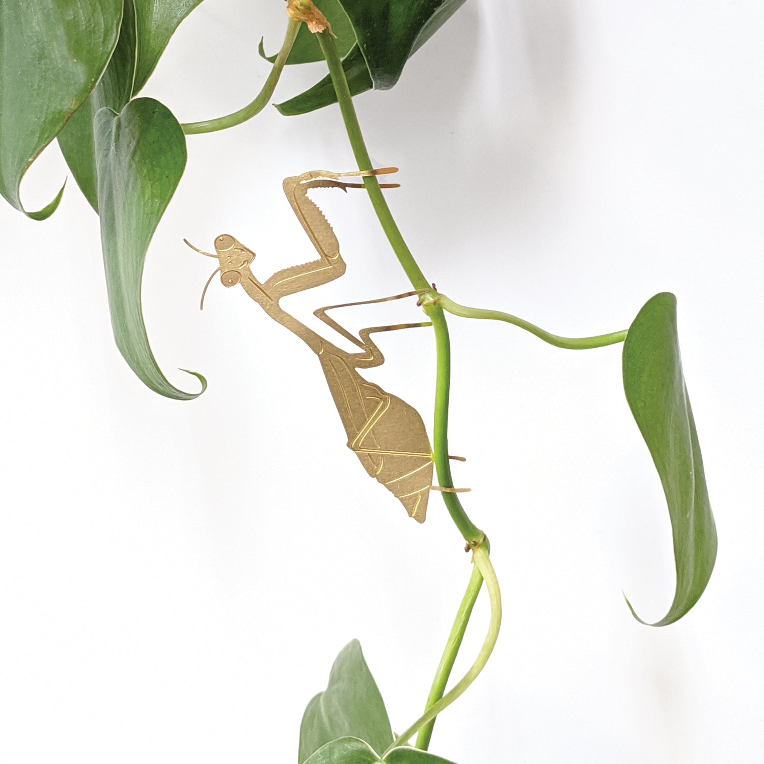 praying mantis plant Plant Animal